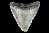 Bargain, Fossil Megalodon Tooth - North Carolina #109004-1